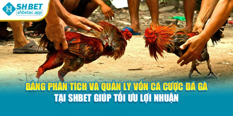 Bảng phân tích và quản lý vốn cá cược đá gà tại Shbet giúp tối ưu lợi nhuận