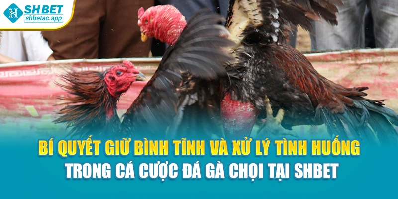 Bí quyết giữ bình tĩnh và xử lý tình huống trong cá cược đá gà chọi tại Shbet