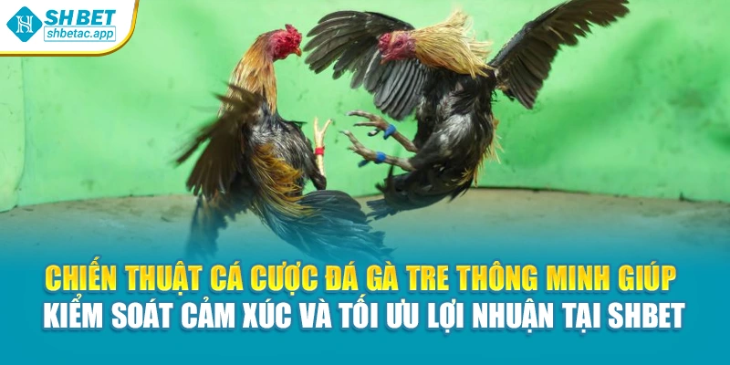 Chiến thuật cá cược đá gà tre thông minh giúp kiểm soát cảm xúc và tối ưu lợi nhuận tại Shbet