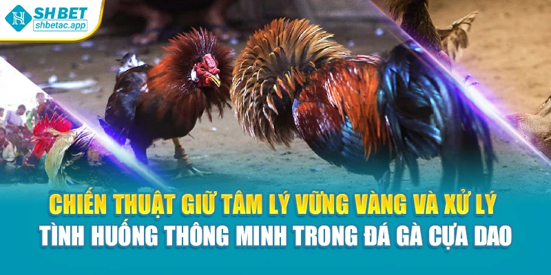 Chiến thuật giữ tâm lý vững vàng và xử lý tình huống thông minh trong đá gà cựa dao
