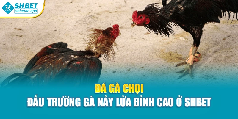 Đá Gà Chọi – Đấu Trường Gà Nảy Lửa Đỉnh Cao Ở Shbet