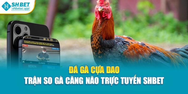 Đá Gà Cựa Dao – Trận So Gà Căng Não Trực Tuyến Shbet