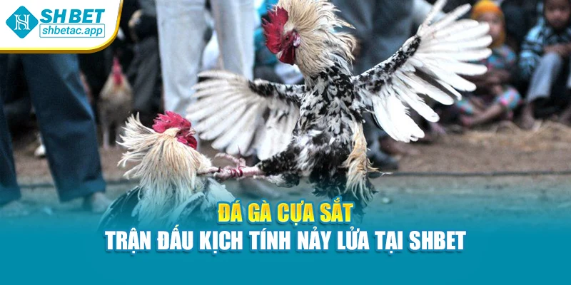Đá Gà Cựa Sắt – Trận Đấu Kịch Tính Nảy Lửa Tại Shbet