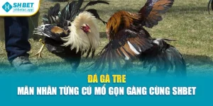 Đá Gà Tre – Mãn Nhãn Từng Cú Mổ Gọn Gàng Cùng Shbet