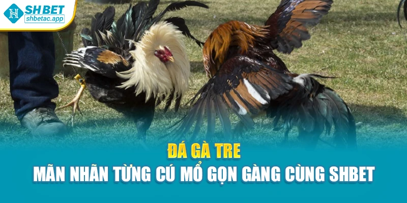 Đá Gà Tre – Mãn Nhãn Từng Cú Mổ Gọn Gàng Cùng Shbet
