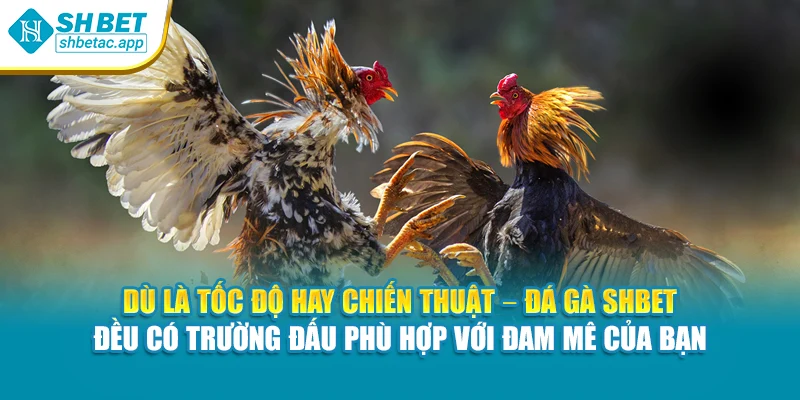 Dù là tốc độ hay chiến thuật – Đá gà SHBET đều có trường đấu phù hợp với đam mê của bạn