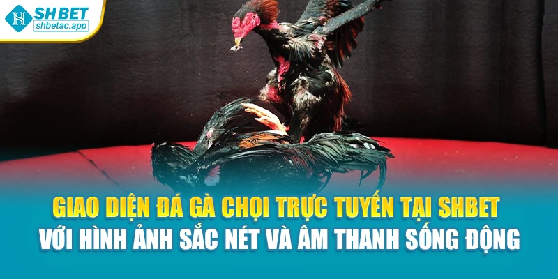 Giao diện đá gà chọi trực tuyến tại Shbet với hình ảnh sắc nét và âm thanh sống động
