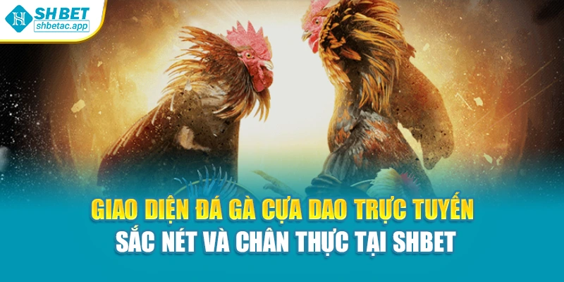 Giao diện đá gà cựa dao trực tuyến sắc nét và chân thực tại Shbet