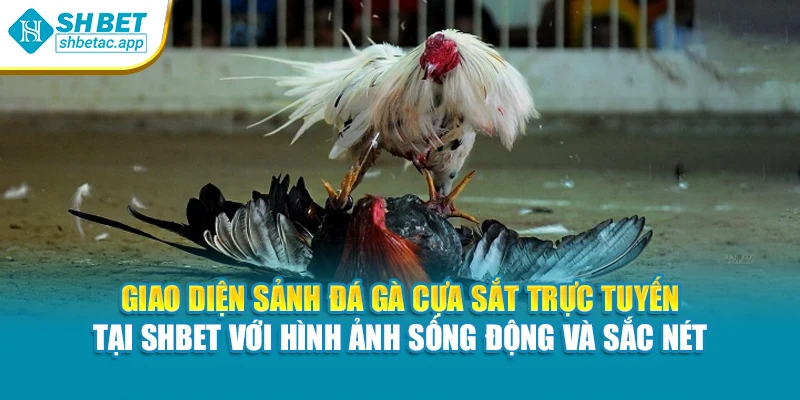 Giao diện sảnh đá gà cựa sắt trực tuyến tại Shbet với hình ảnh sống động và sắc nét