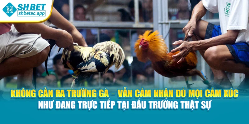 Không cần ra trường gà – vẫn cảm nhận đủ mọi cảm xúc như đang trực tiếp tại đấu trường thật sự