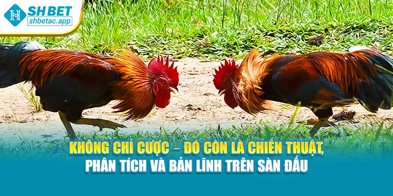 Không chỉ cược – đó còn là chiến thuật, phân tích và bản lĩnh trên sàn đấu