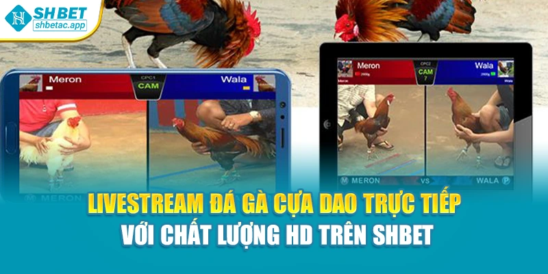 Livestream đá gà cựa dao trực tiếp với chất lượng HD trên Shbet