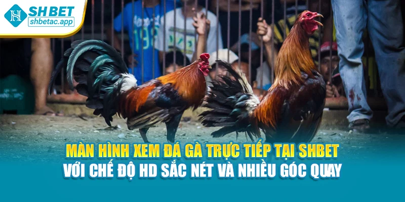 Màn hình xem đá gà trực tiếp tại Shbet với chế độ HD sắc nét và nhiều góc quay