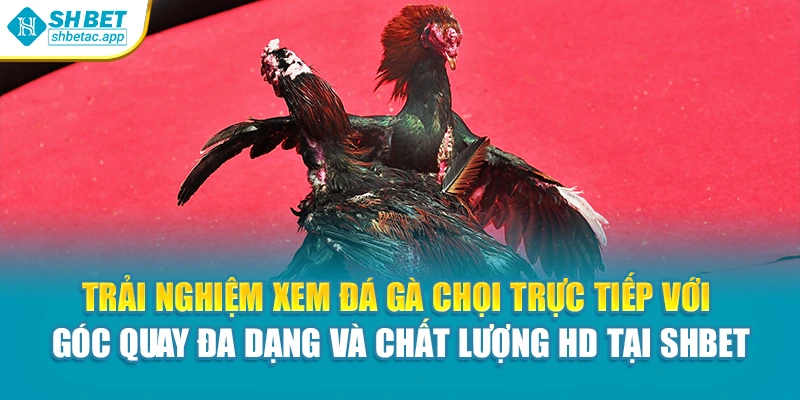 Trải nghiệm xem đá gà chọi trực tiếp với góc quay đa dạng và chất lượng HD tại Shbet