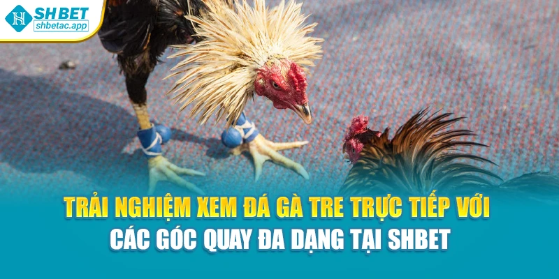 Trải nghiệm xem đá gà tre trực tiếp với các góc quay đa dạng tại Shbet