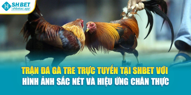 Trận đá gà tre trực tuyến tại Shbet với hình ảnh sắc nét và hiệu ứng chân thực